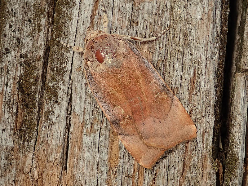 Noctuidae: Noctua janthe o Noctua janthina